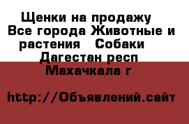 Щенки на продажу - Все города Животные и растения » Собаки   . Дагестан респ.,Махачкала г.